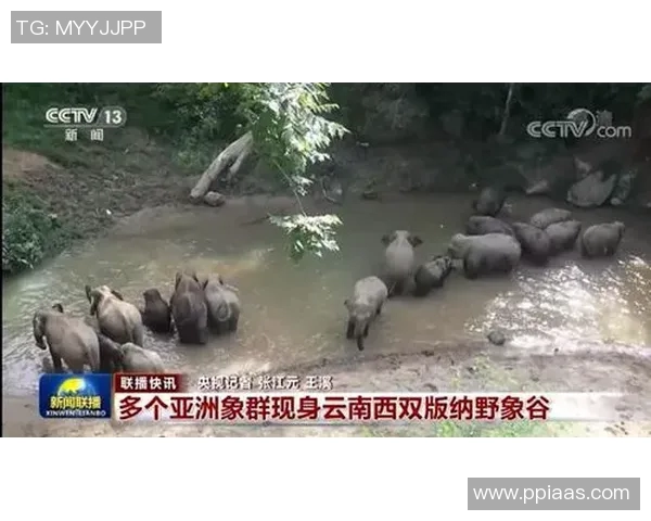 埃辛：从加纳绿茵到世界舞台的传奇之路与背后的奋斗故事